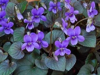 聖書から心癒されることばを受け取れる。